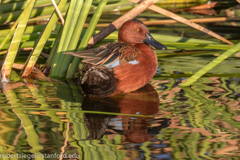 emily renzel wetlands